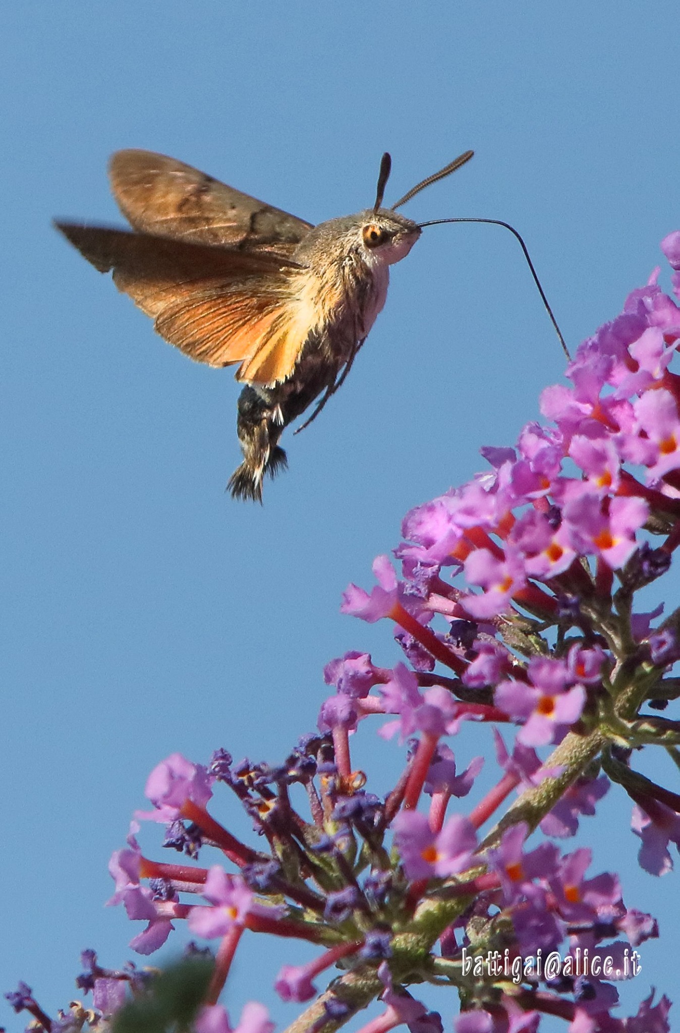 Insetto colibrì - Batti Gai